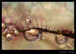 Smokey Drops.jpg
